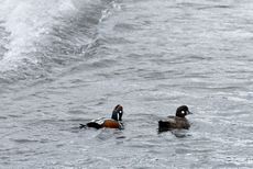 Kragenente (6 von 6).jpg